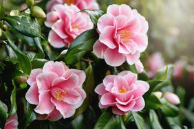 Camellia bush with several flowering pink blooms