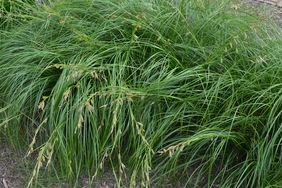 C. cherokeensis sedge grass