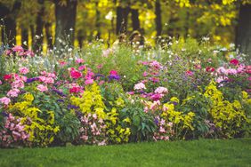 beautiful flower garden