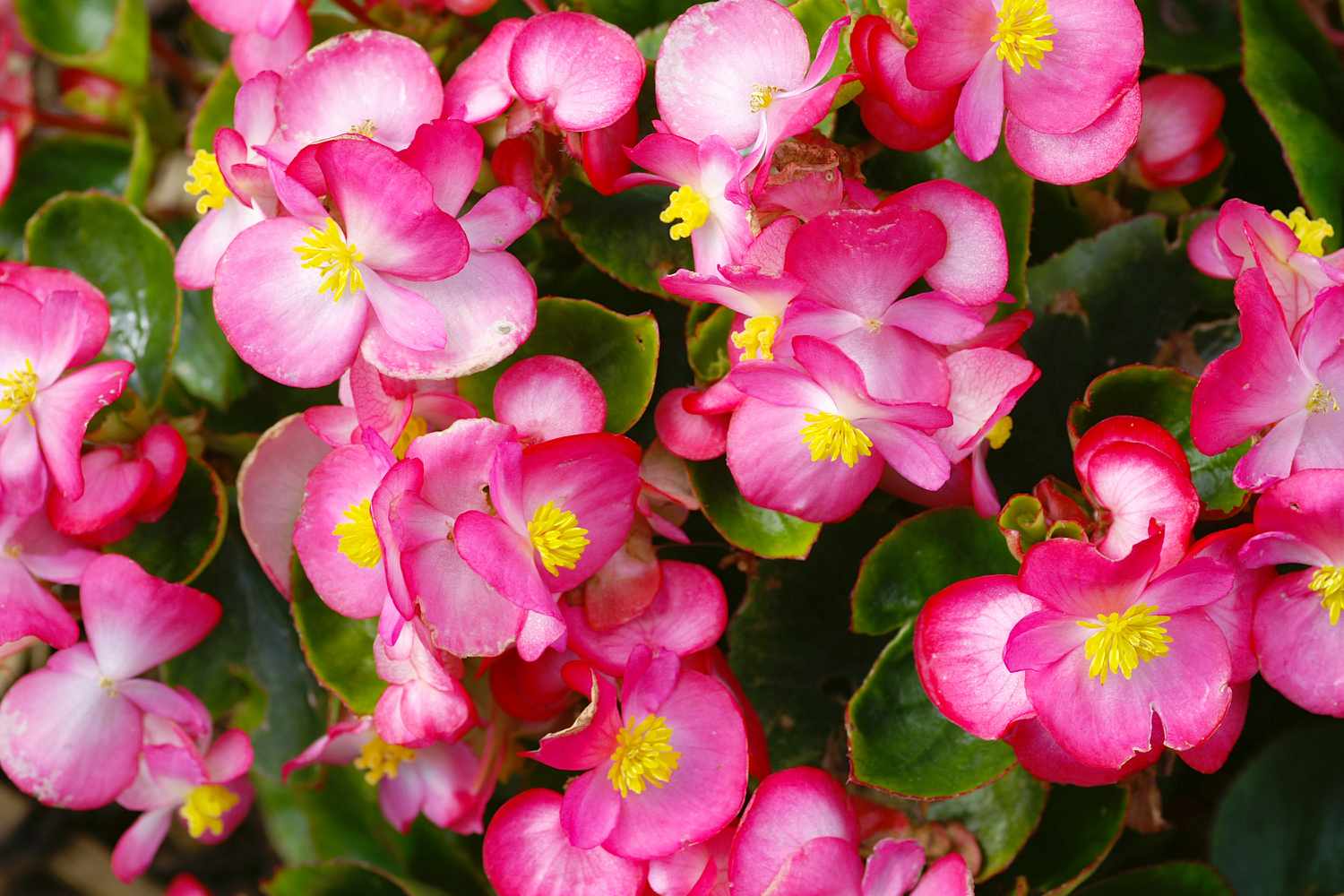 begonia flowers