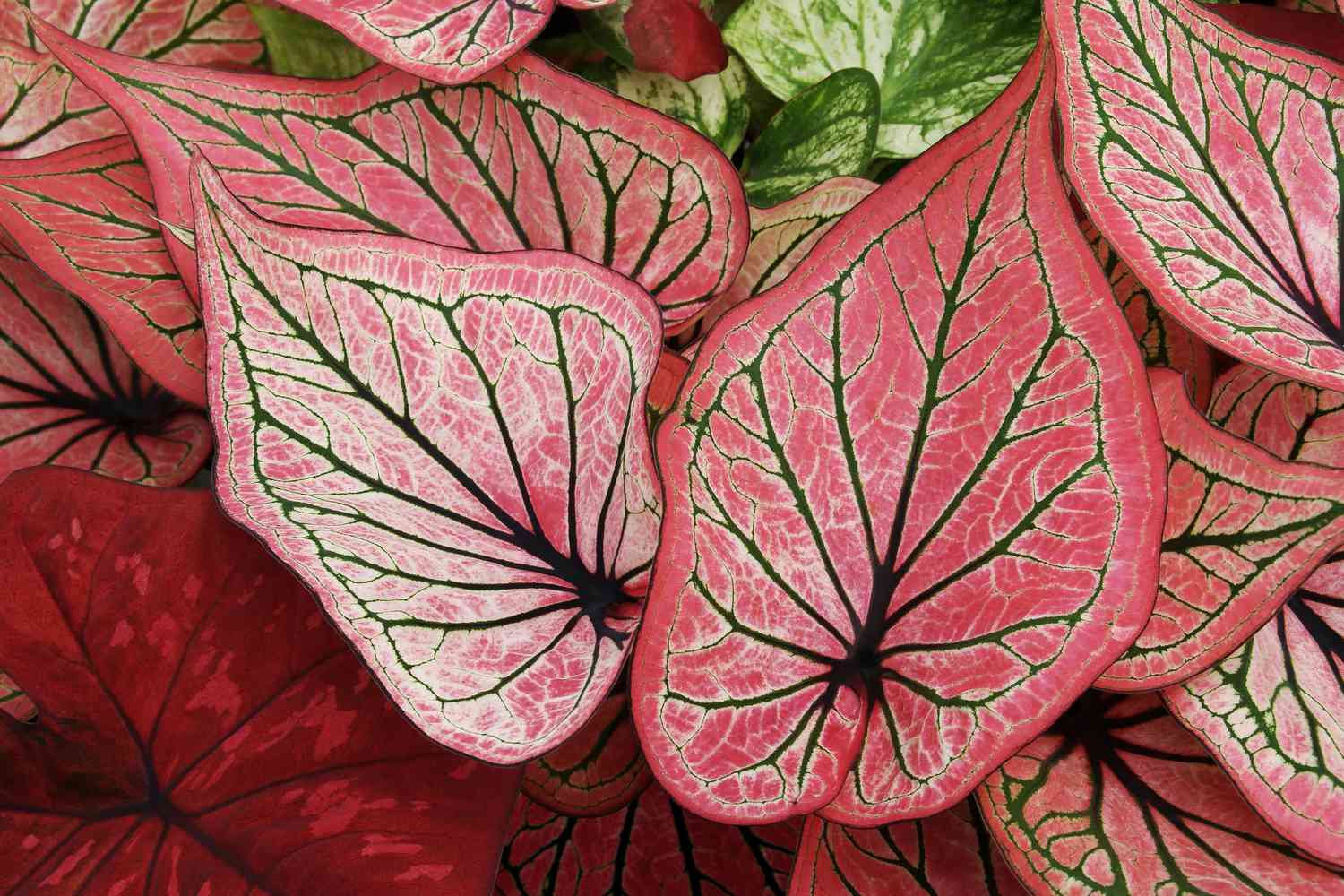 Caladium plant with bold pink leaves