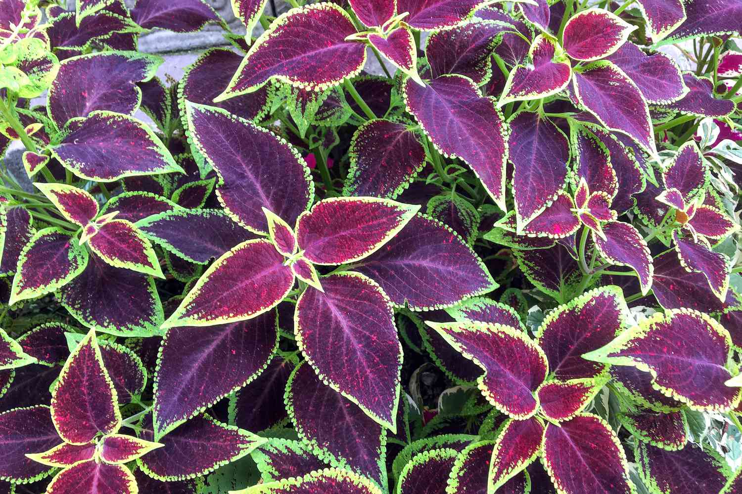 Bold Purple & Green Coleus flowers 