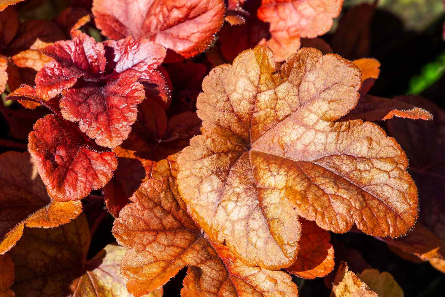 Heucherella Sweet Tea plant