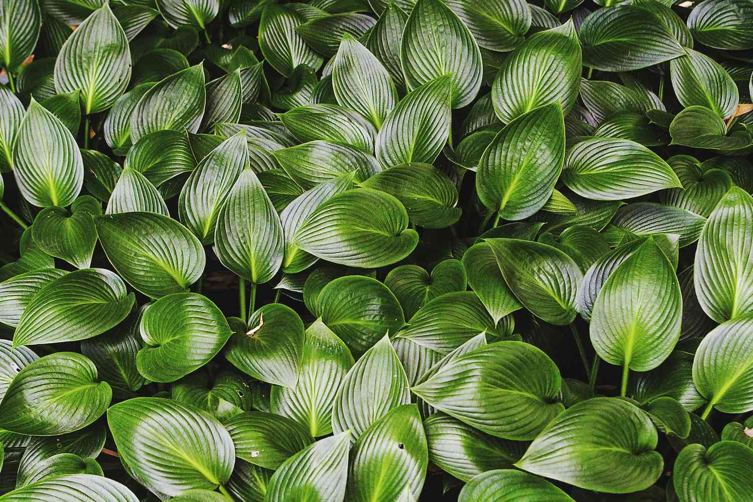 hosta plants