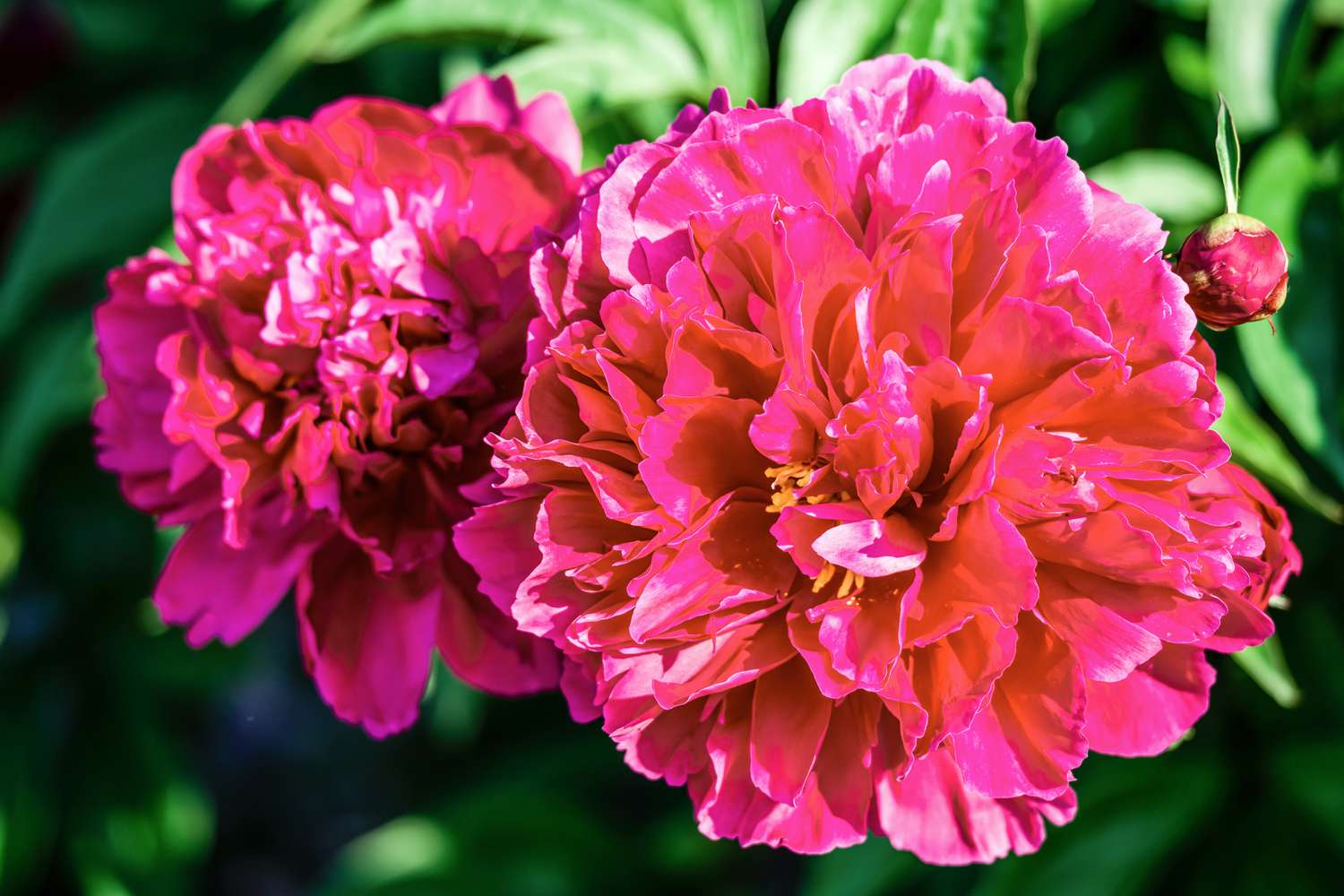 Lorelei Peony flowers