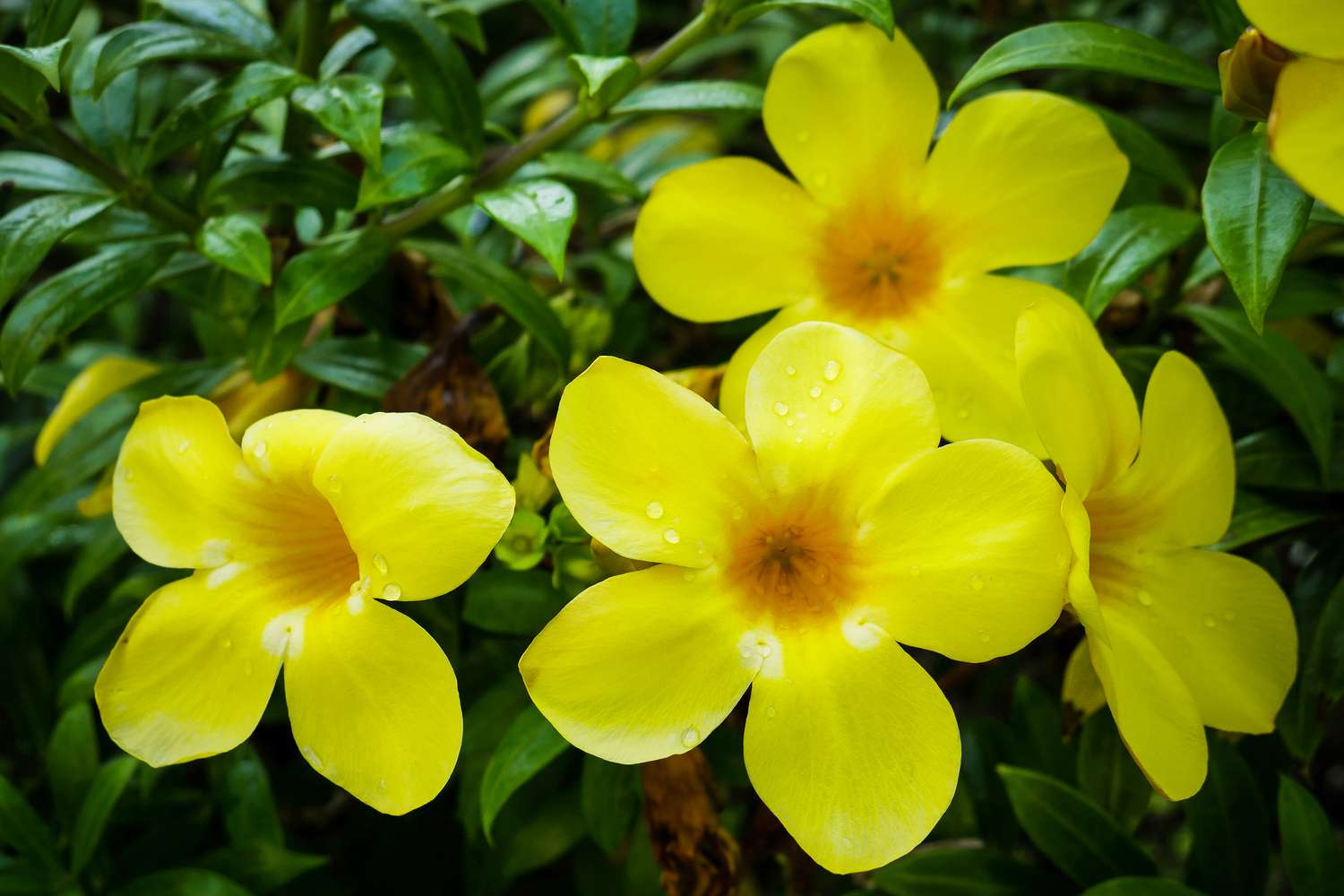 yellow Mandevilla flowers