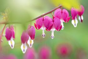 close-up of bleeding heart flowers