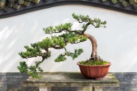 bonsai pine tree