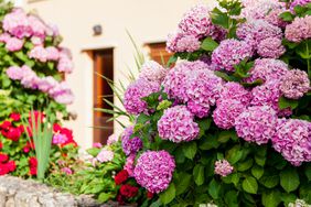 Bold, pink hydrangeas in garden