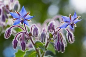 Borage flowers close up (Borago officinalis)