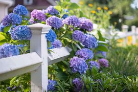 hydrangeas growing over fence line