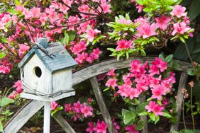 Azalea plant growing in garden