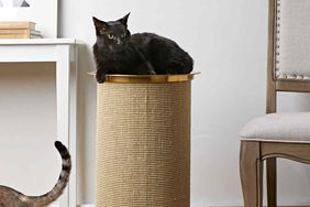 cat sitting atop a scratching post