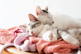 cats sleeping on laundry