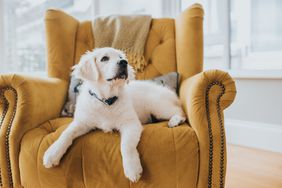 A golden retriever puppy laying on a yellow armchair. 