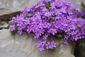 Close-up of Creeping Phlox (Phlox subulata) Blossoms in Stonewall in Spring, Bavaria, Germany