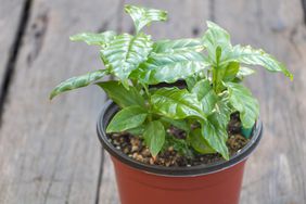 Close up shot of a coffee plant