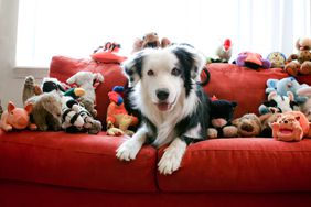 dog with toys