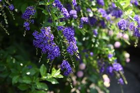 Duranta repens flowers