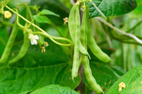 Green beans in garden