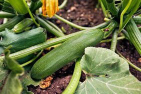 Zucchini in garden