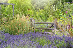 english garden with lavender