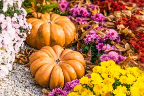 Pumpkins and mums in garden