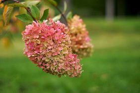 Hydrangea paniculata blooming flower