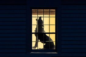 fantastic beast window silhouette in house