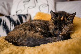 Flossie - Oldest Cat 27 years old