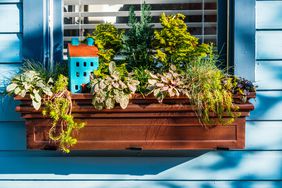 Window box filled with greenery and plants