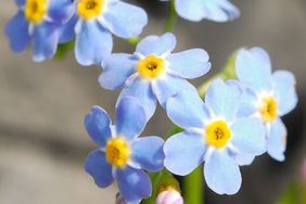 Forget Me Not Alaska State Flower