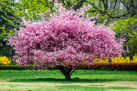 flowering pink crabapple tree