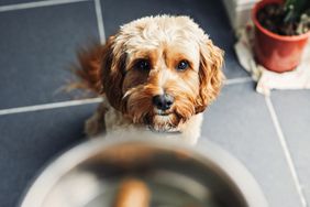 dog waiting for food