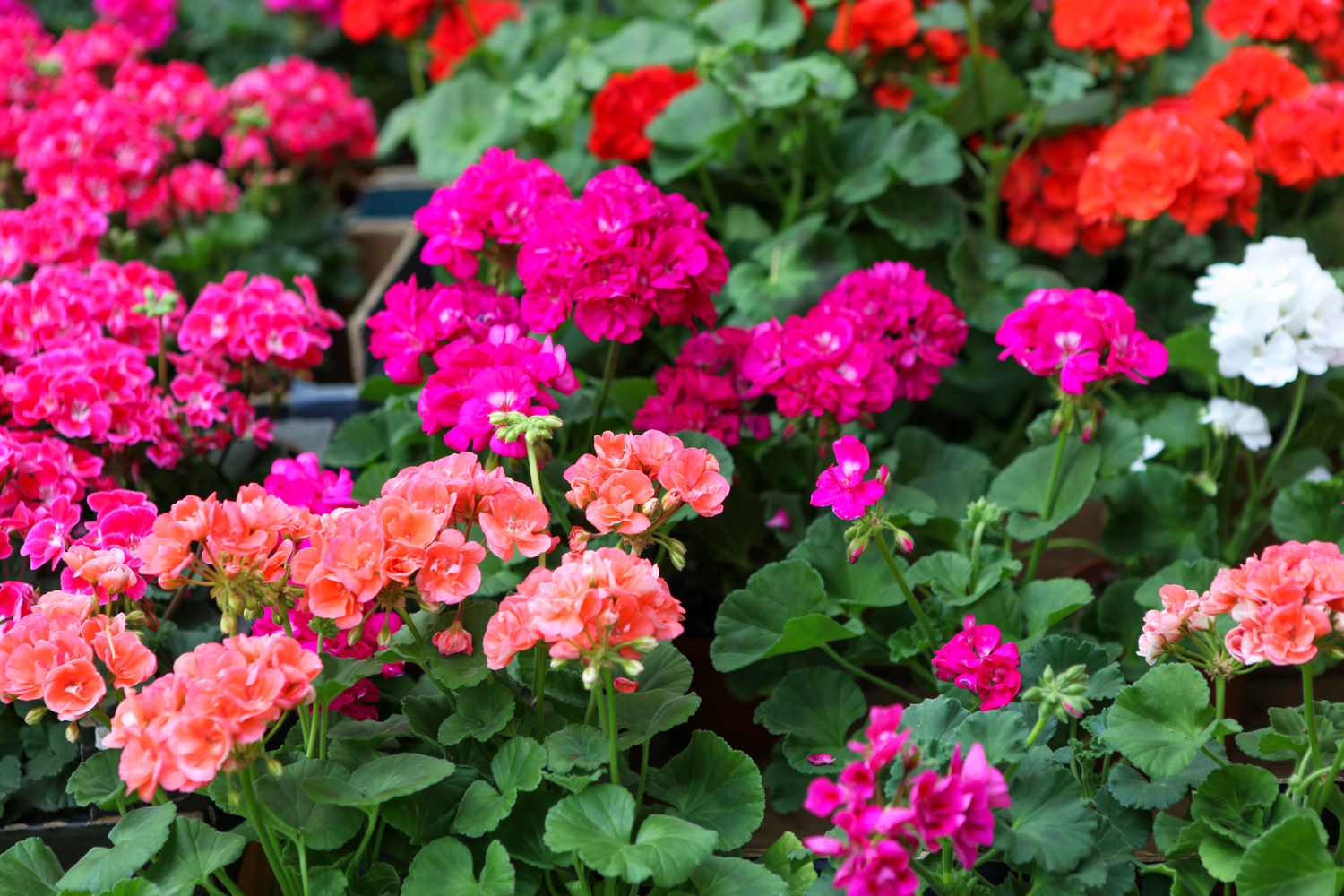 geraniums in garden