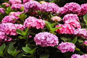 bold, pink hydrangea blooms on garden shrub