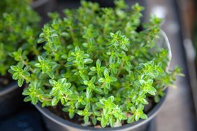 thyme plant