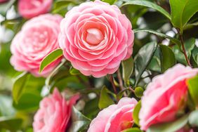 Closeup of pastel pink Camellia Japonica flowers blooming bush in the park or garden.