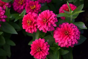 Zinnia (Zinnia elegans)