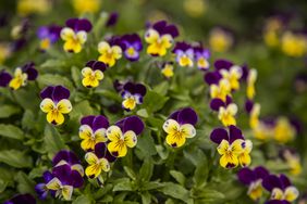 Close up of the bright yellow and purple flowers of Viola Heartseas or Johnny Jump Up's with their happy faces. Background is blurred with focus on the foreground. Image captured in September, spring in Bundarra, NSW, Australia.