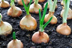 close-up of growing green onion in the vegetable garden