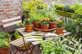 Herbs cultivated in balcony garden