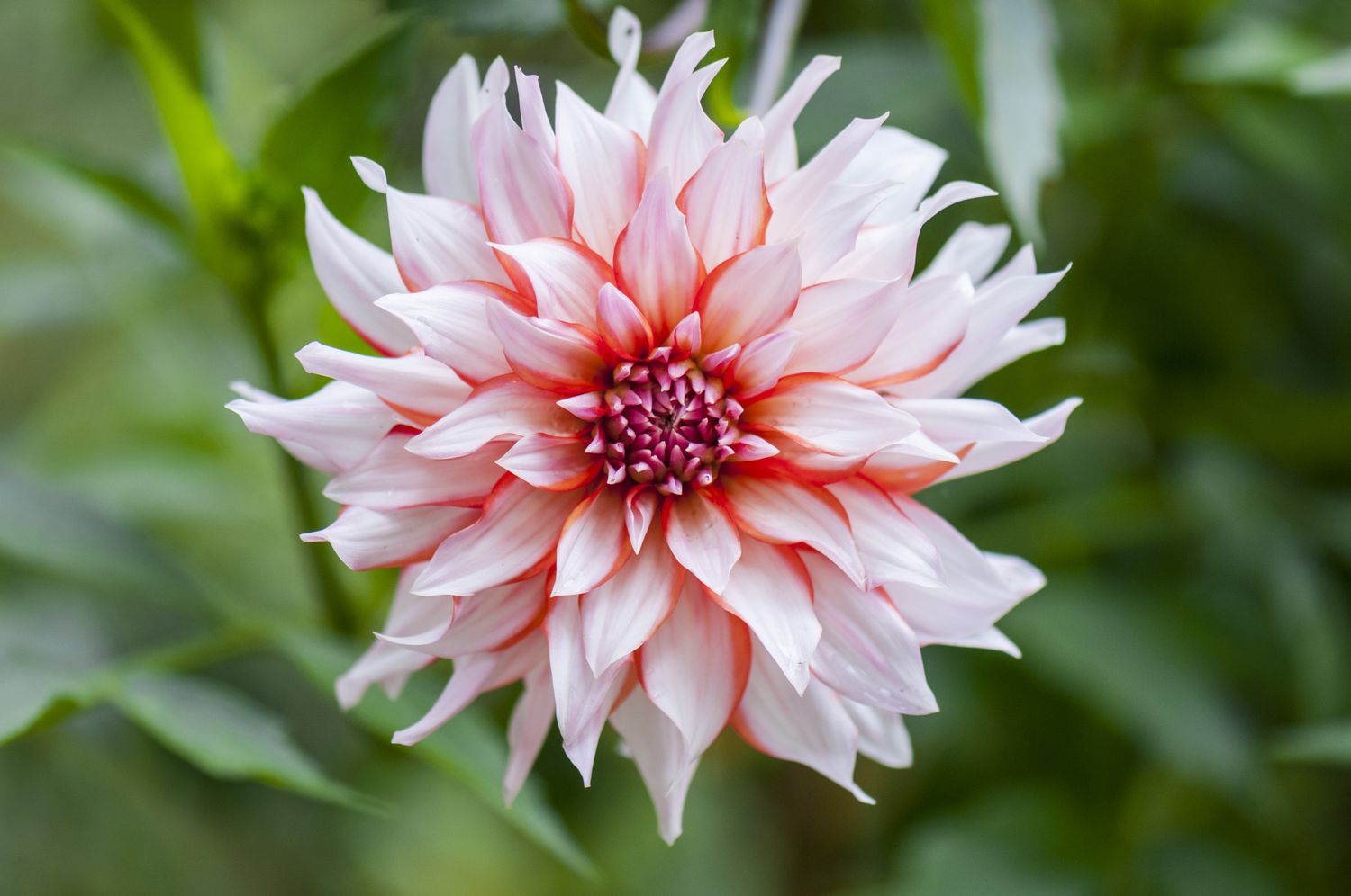 Dinner plate dahlia