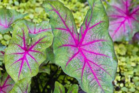 Caladium