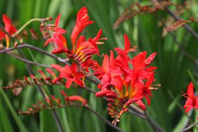 Red crocosmia 'Lucifer' in flower