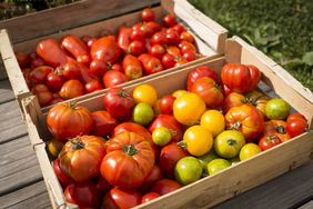 Crates of tomatoes