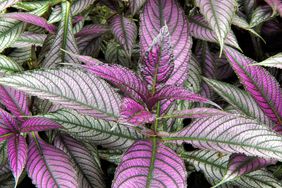 Persian shield (Strobilanthes dyerianus) leaves in summer.