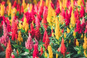 Colorful celosias in garden