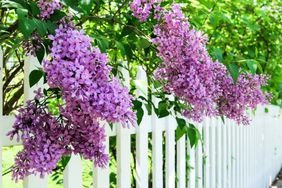 Lilac growing over white picket fence