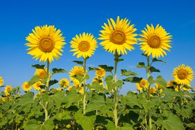 American Giant Sunflowers